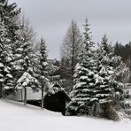 Im Winterwald beginnt das Neue Jahr