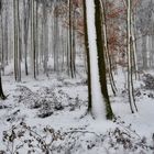 im Winterwald