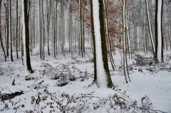 im Winterwald