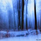 Im Winterwald