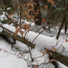 im Winterwald