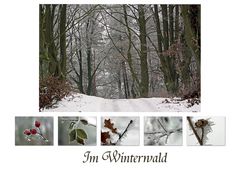 Im Winterwald