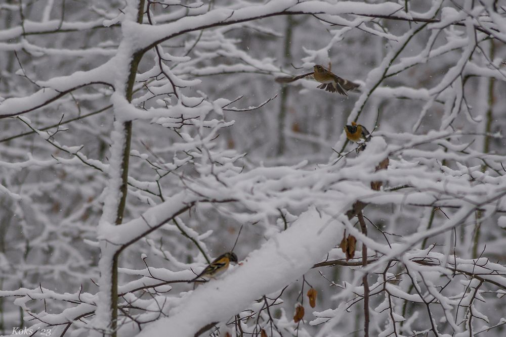 Im Winterwald