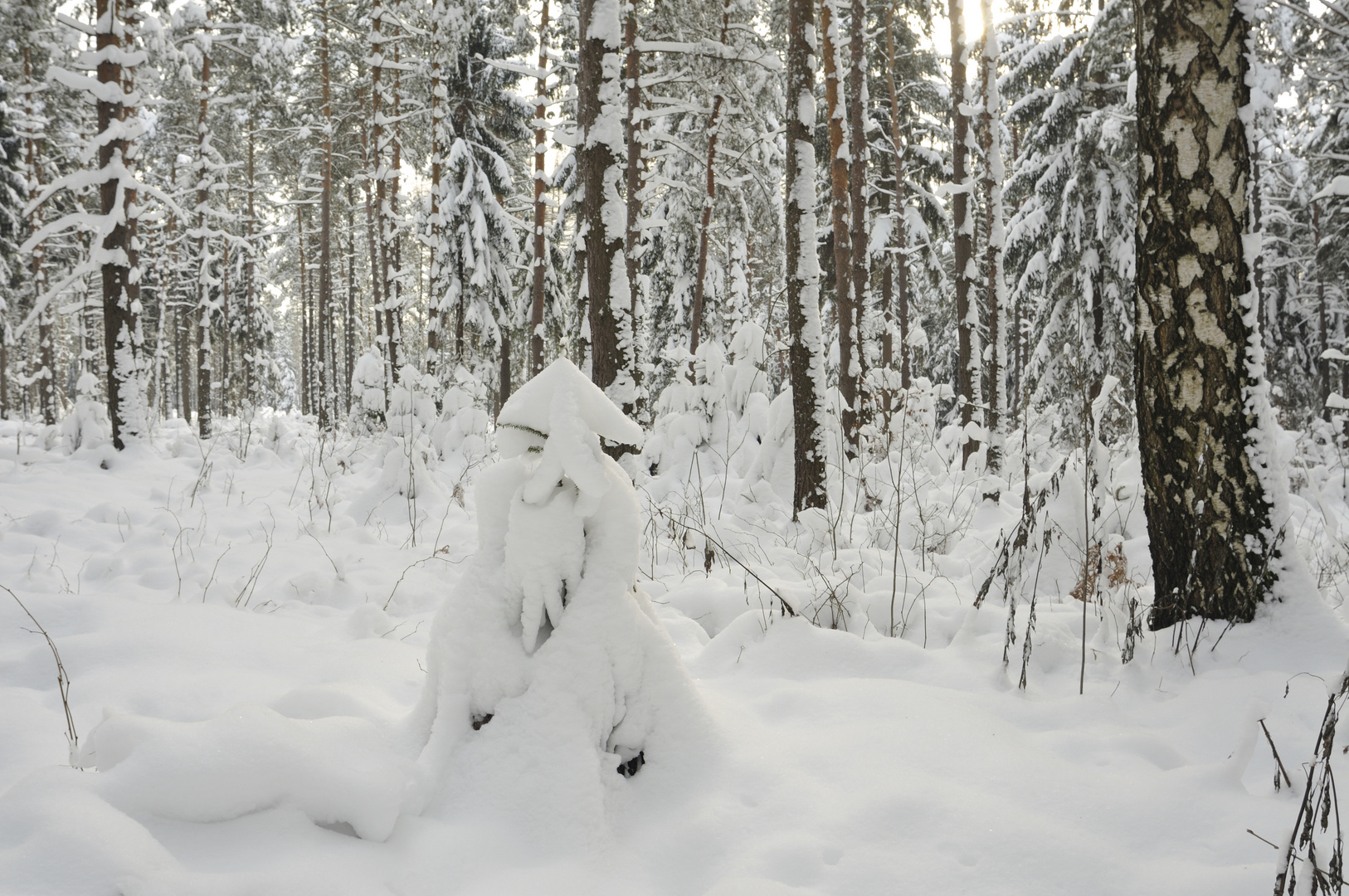 Im Winterwald der Schneephantome