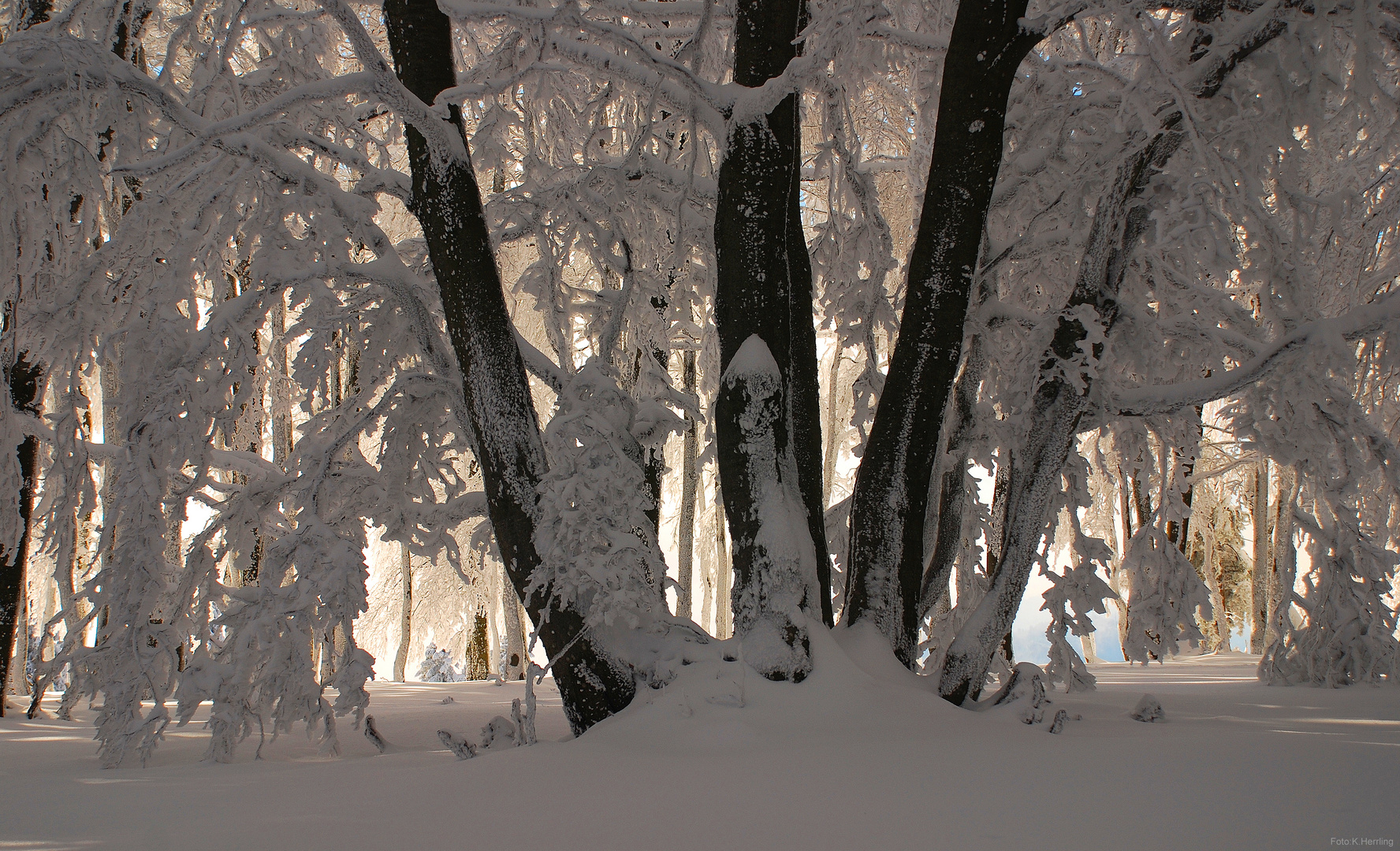 im Winterwald