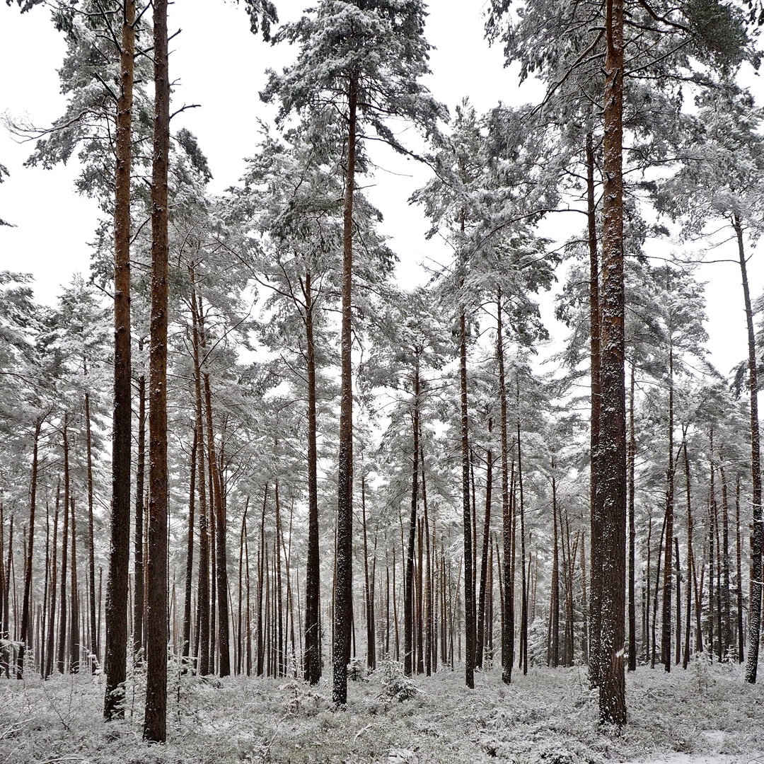 Im Winterwald...