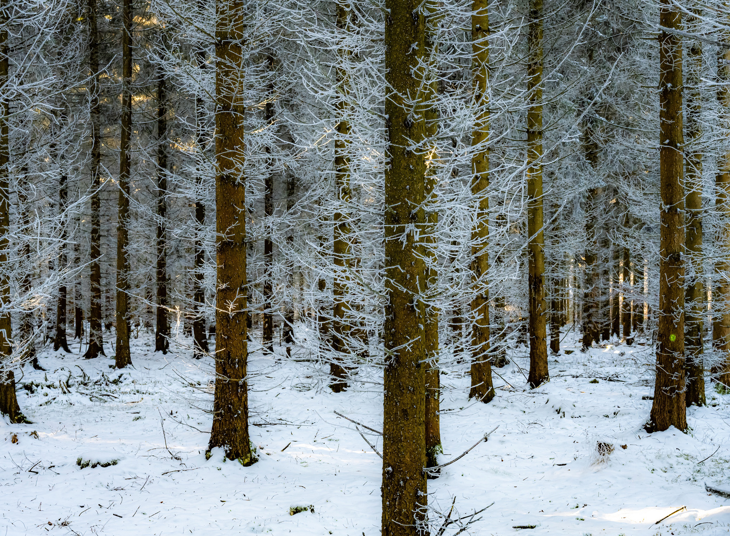 Im Winterwald