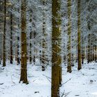 Im Winterwald