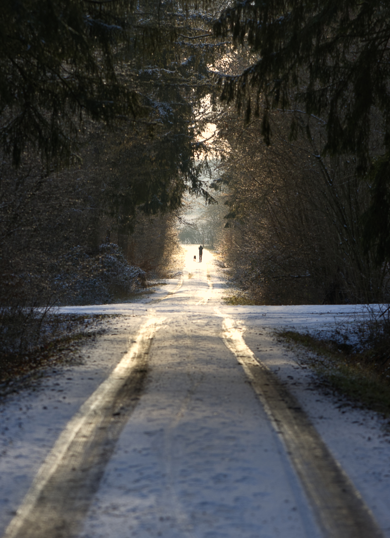 Im Winterwald