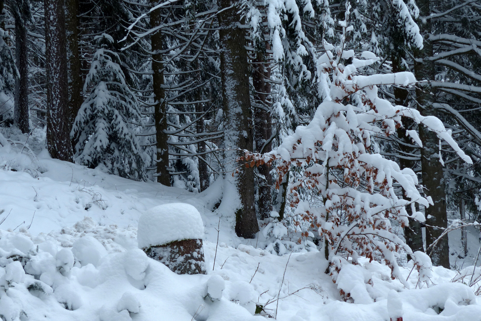 °°°° Im Winterwald °°°°