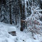 °°°° Im Winterwald °°°°