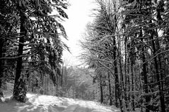 Im Winterwald_2