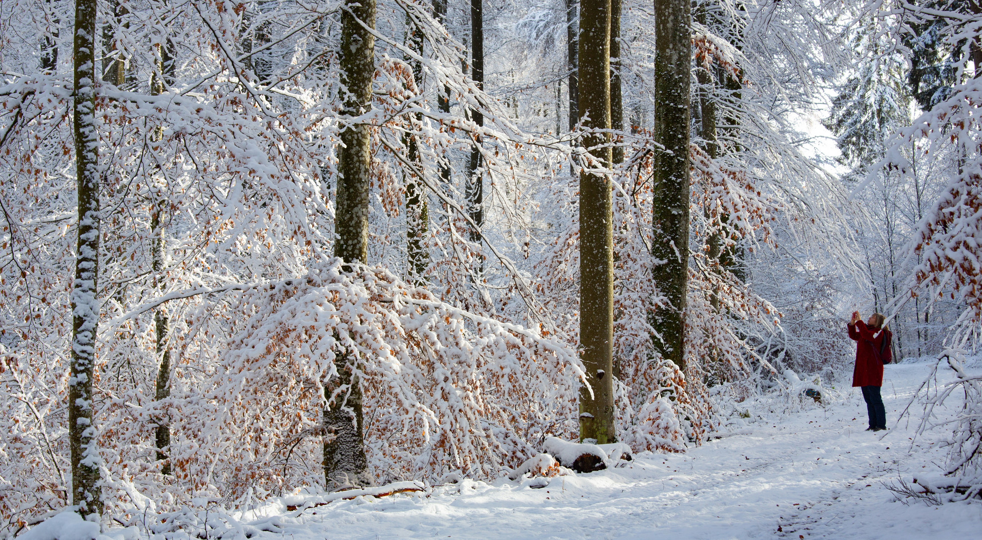 Im Winterweihnachtswald