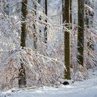 Im Winterweihnachtswald