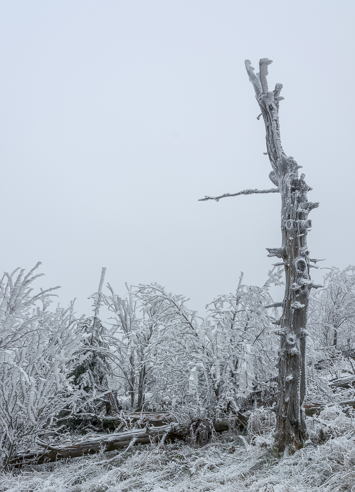 Im Winterwunderland