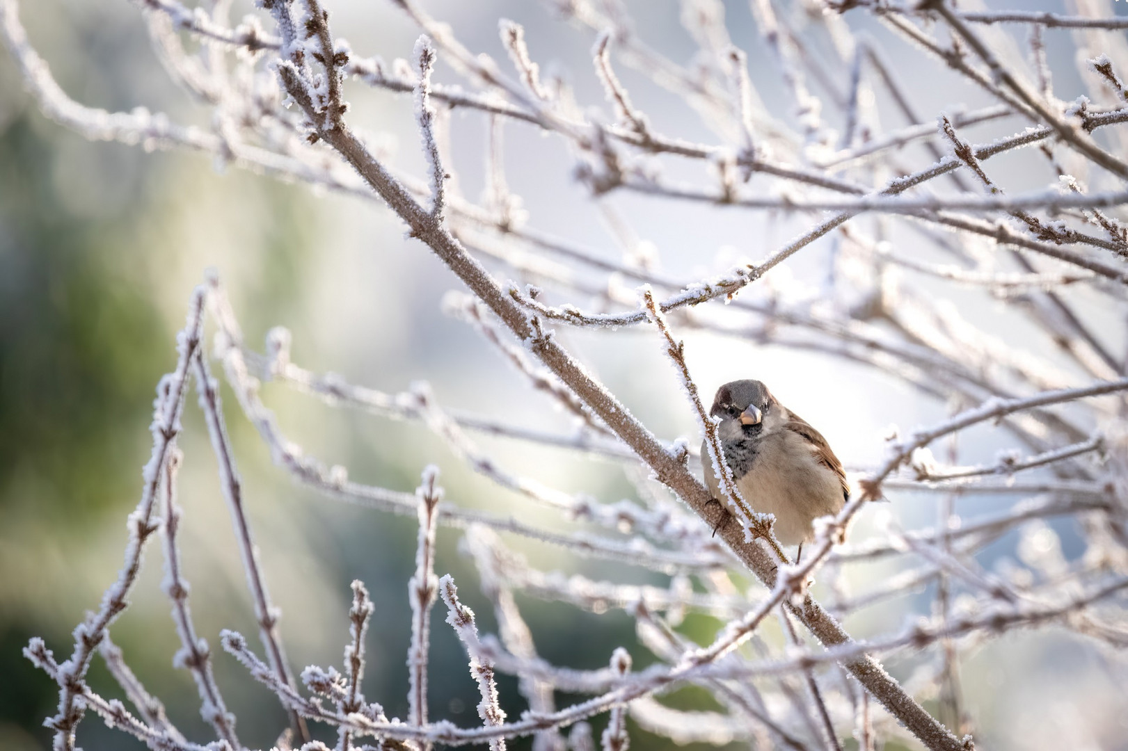 Im Winterwunderland