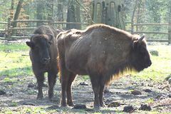 Im Wisent-Gehege