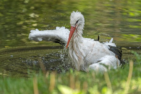 Im Wisentgehege Springe 256.