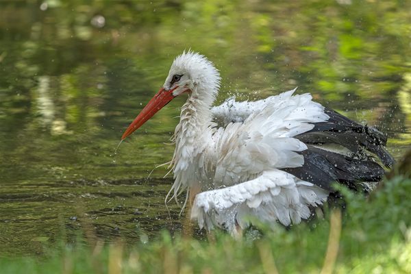 Im Wisentgehege Springe 257.