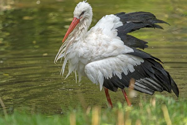 Im Wisentgehege Springe 258.