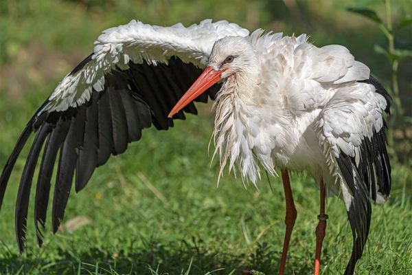 Im Wisentgehege Springe 259.