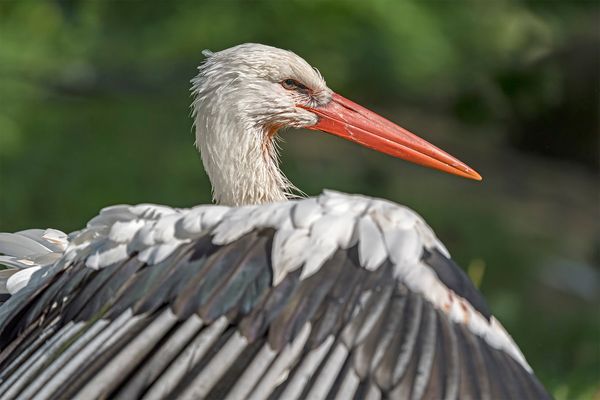 Im Wisentgehege Springe 260.