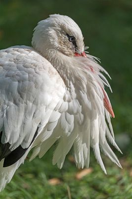 Im Wisentgehege Springe 277.