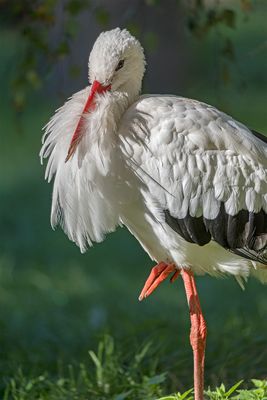 Im Wisentgehege Springe 299.