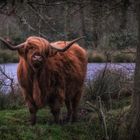 Im witten Veen-unvorhergesehene Begegnung