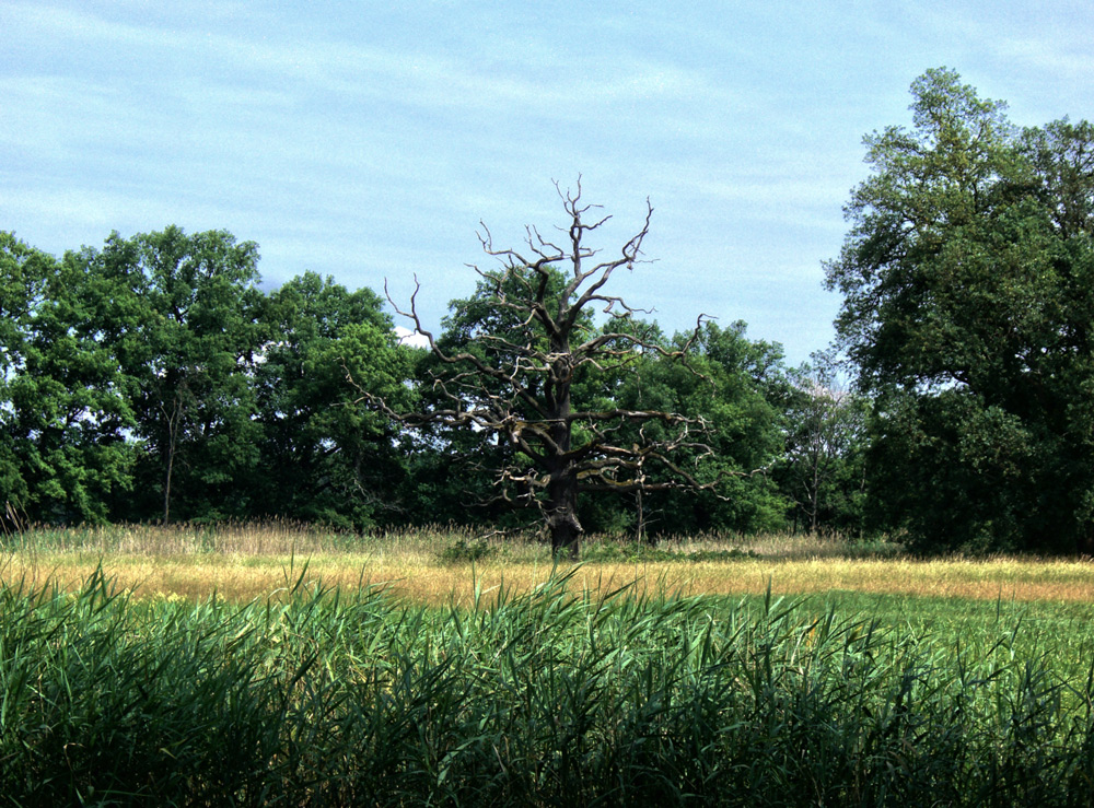 Im Wörlitzer Landschaftspark I