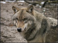 im Wolfscenter Dörverden