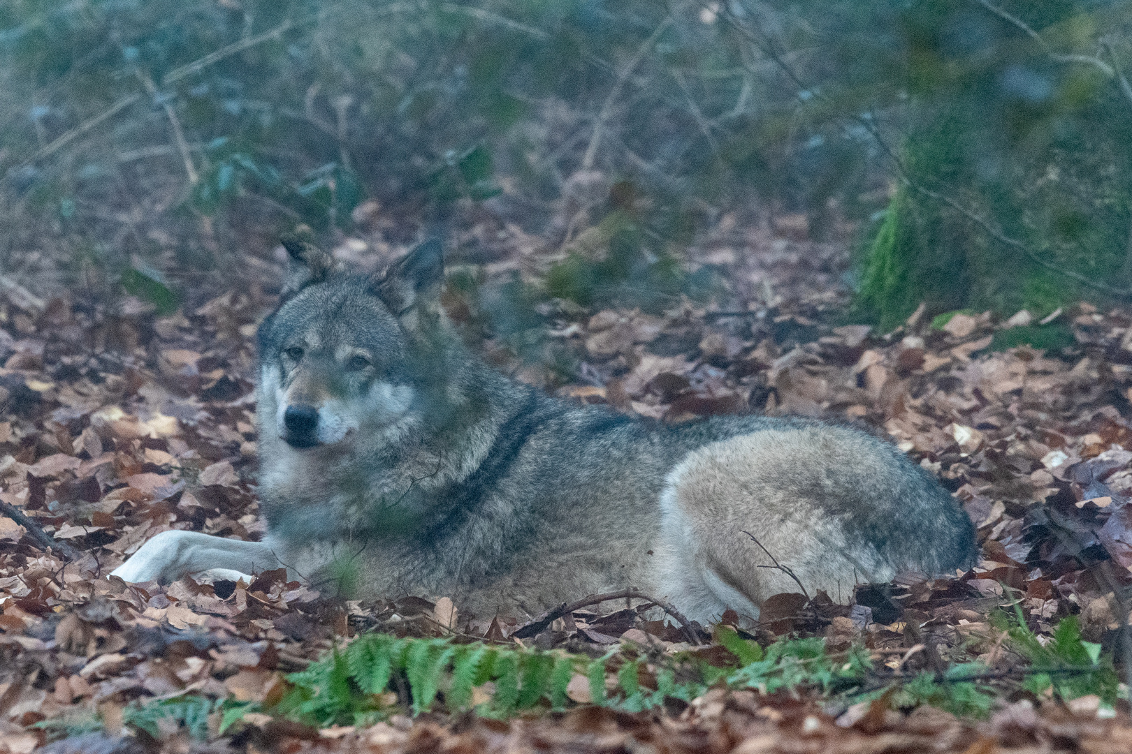 Im Wolfspark