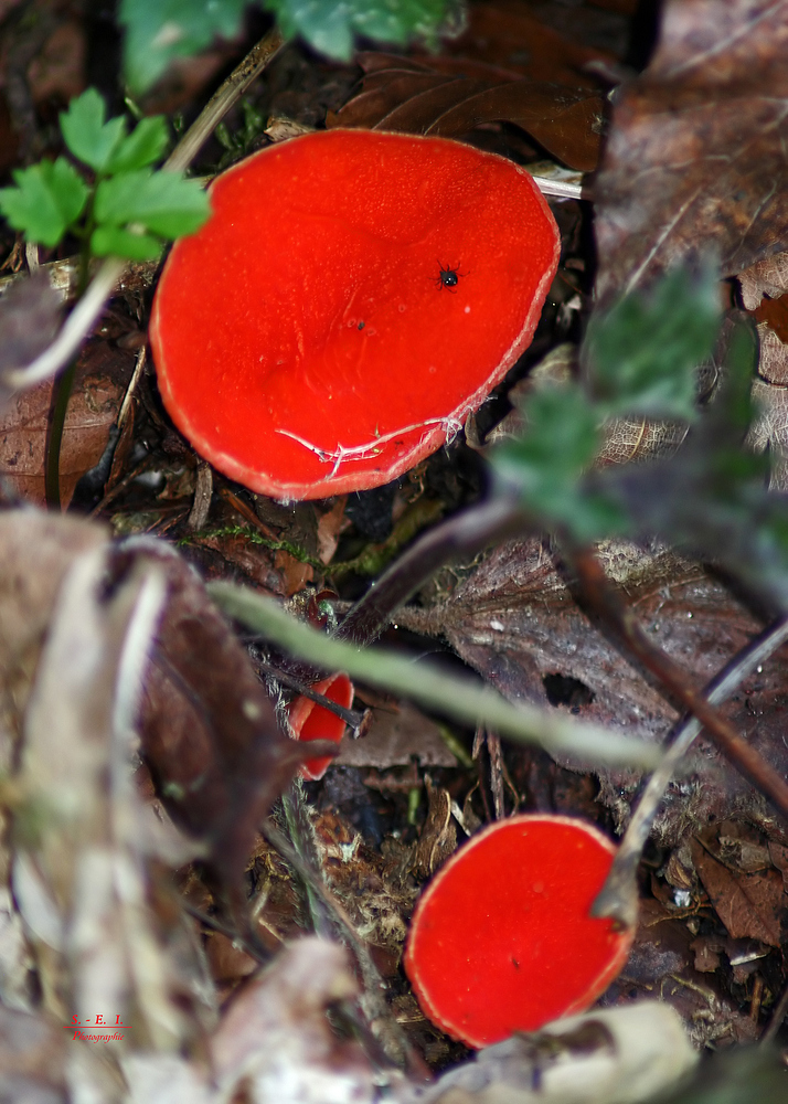 "Im Wolfstal an der großen Lauter"