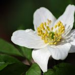 "Im Wolfstal an der großen Lauter"