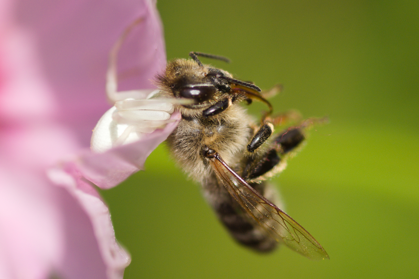 im Würgegriff der Krabbenspinne 