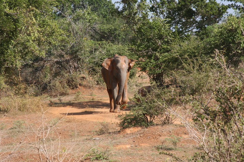 Im Yala Nationalpark auf Sri Lanka