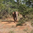 Im Yala Nationalpark auf Sri Lanka