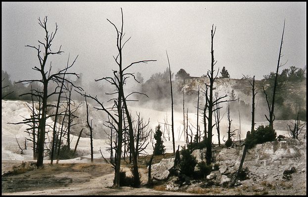 IM YELLOWSTONE NP....