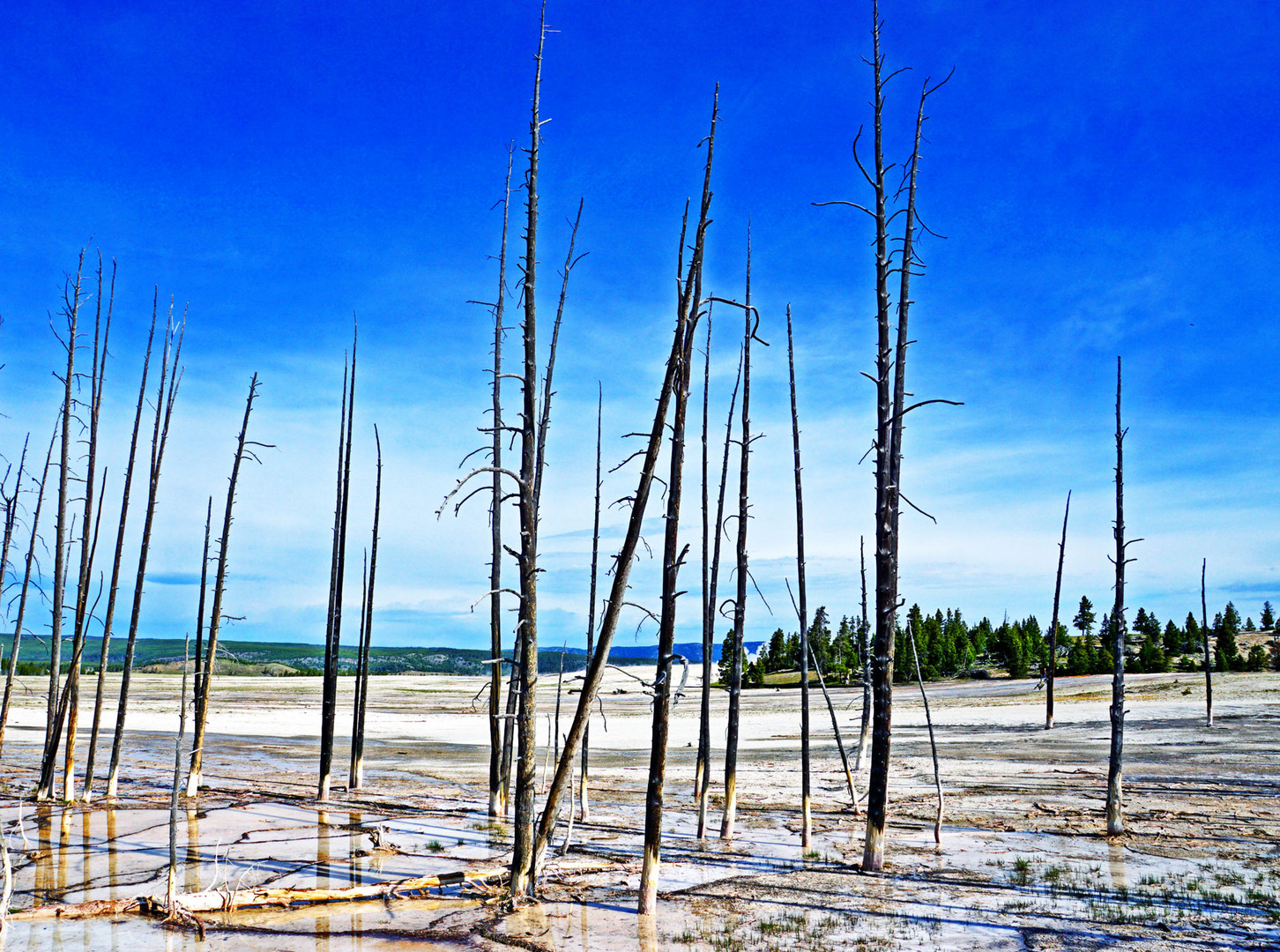 im Yellowstone NP