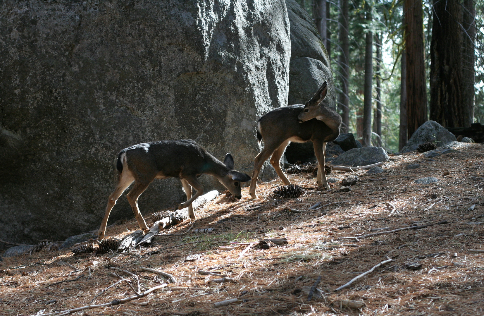 Im Yosemite National Park