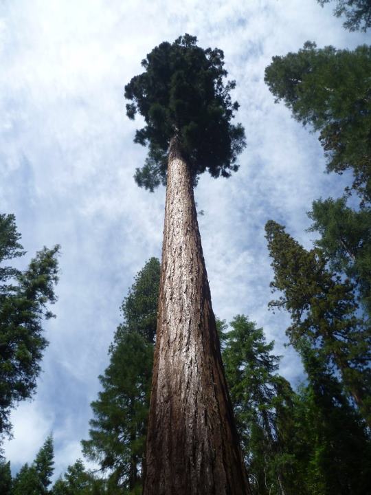 Im Yosemite National Park, Kalifornien