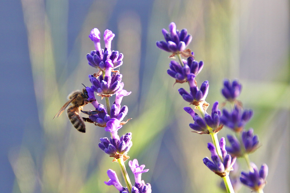 im zarten Lavendel-Lila