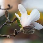 im zarten weiß-rose´ leuchtet die Sternmagnolien-Blüte  .....