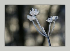 Im Zauber der Wintersonne