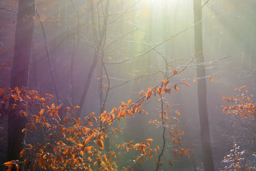 im ZAUBER-WALD