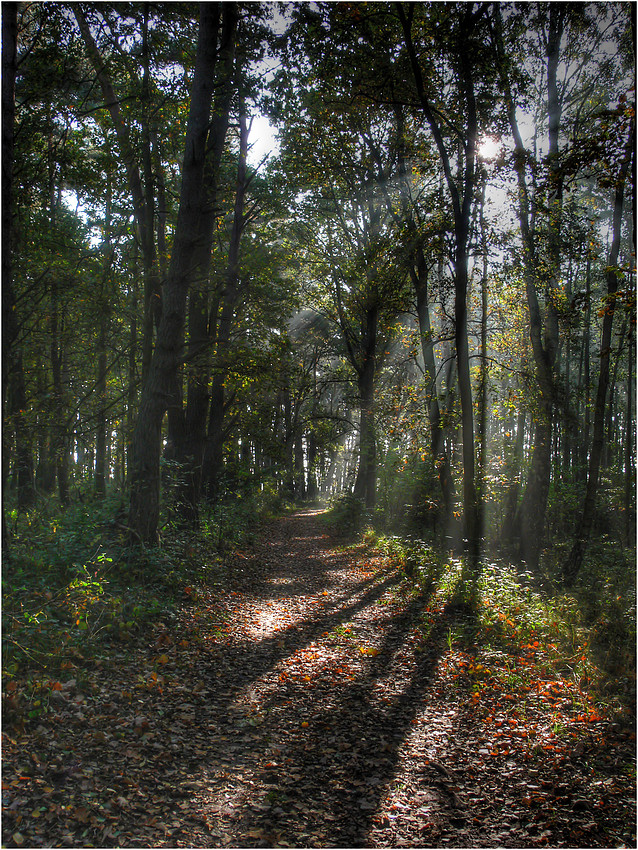 Im Zauberwald