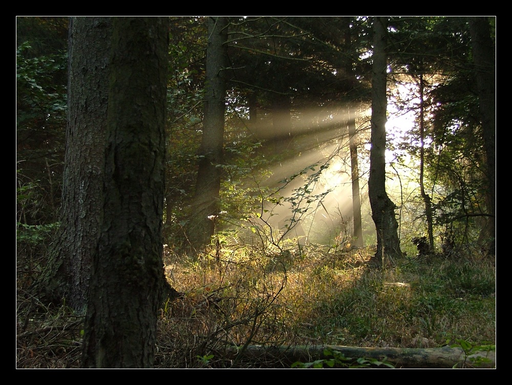 im Zauberwald