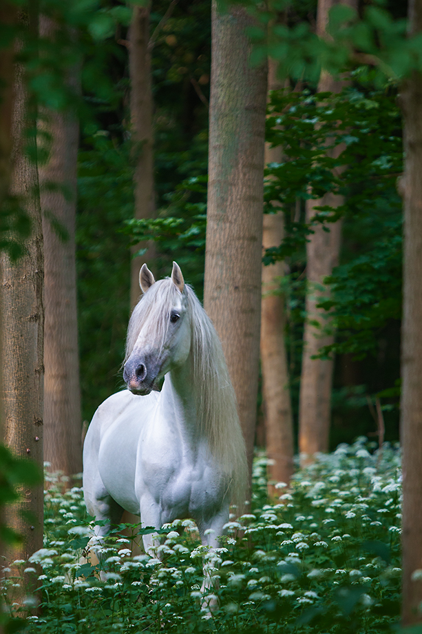 Im Zauberwald