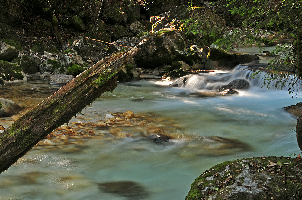 Im Zauberwald