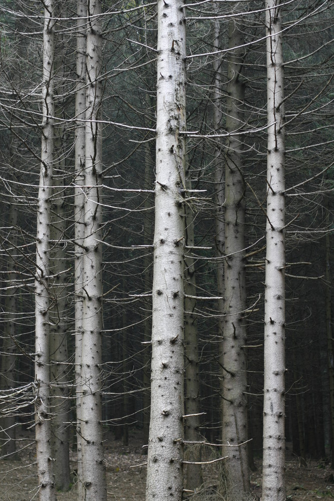 Im Zauberwald